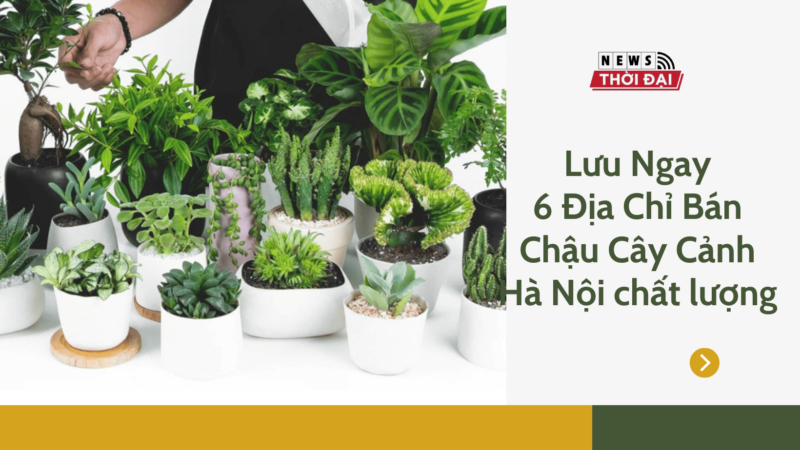 Lưu Ngay 5 Địa Chỉ Bán Chậu Cây Cảnh Hà Nội chất lượng