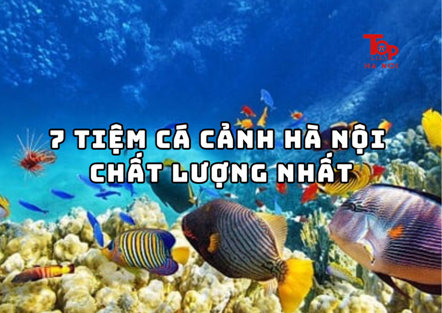 7 TIỆM CÁ CẢNH HÀ NỘI UY TÍN NHẤT