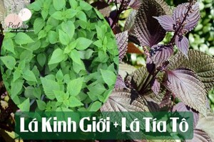 Cách xông mặt bằng lá tía tô và kinh giới sẽ rất tốt cho làn da mụn