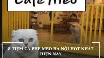 8 TIỆM CÀ PHÊ MÈO HÀ NỘI HOT NHẤT HIỆN NAY