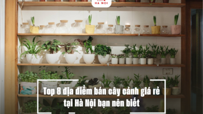 Top 8 địa điểm bán cây cảnh giá rẻ tại Hà Nội bạn nên biết