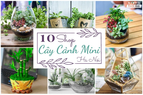 Top 10 shop cây cảnh mini Hà Nội đẹp và giá rẻ