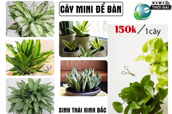 Shop cây cảnh Sinh thái Kinh Bắc