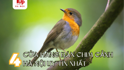 4 CỬA HÀNG BÁN CHIM CẢNH HÀ NỘI UY TÍN NHẤT