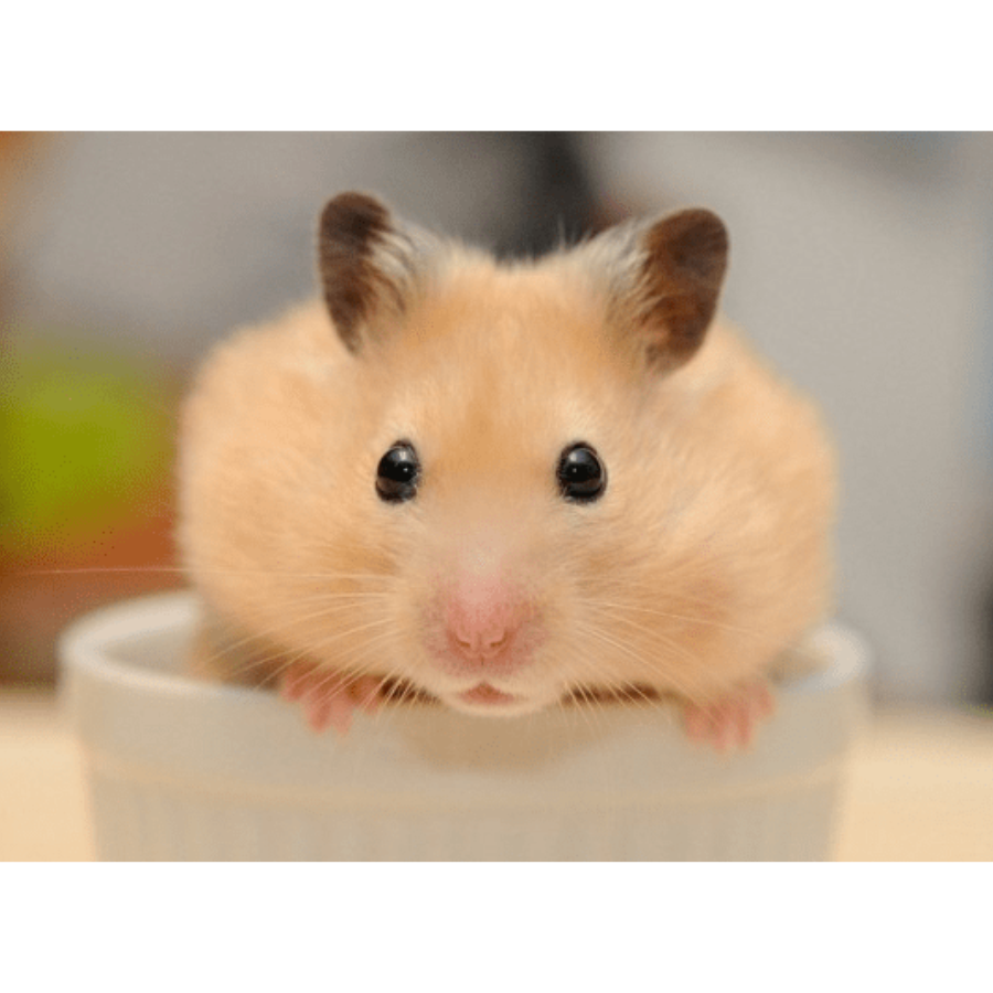 chuột hamster hà nội