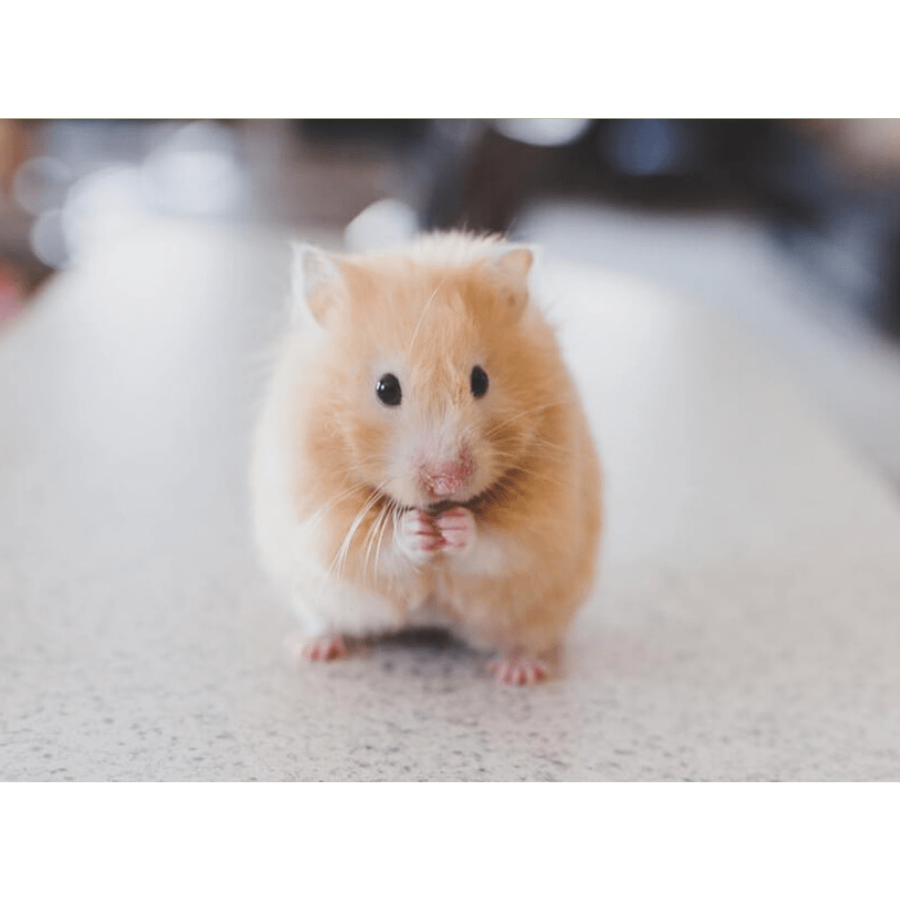 chuột hamster hà nội