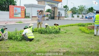 Công ty cây xanh Hà Nội 1