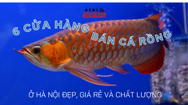 “BÍ MẬT” 6 CỬA HÀNG BÁN CÁ RỒNG Ở HÀ NỘI ĐẸP, GIÁ RẺ VÀ CHẤT LƯỢNG