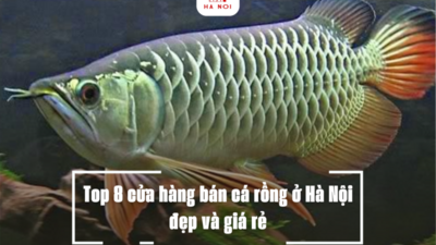 Top 8 cửa hàng bán cá rồng ở Hà Nội đẹp và giá rẻ