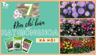 Top 7 địa chỉ bán hạt giống hoa Hà Nội đẹp và chất lượng