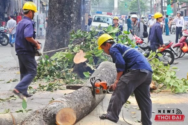 Cây xanh thành phố đã được nhiều khách hàng tin tưởng