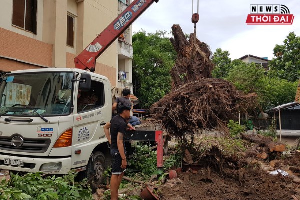 Dịch vụ chặt cây xanh TPHCM ở công ty Long Phụng