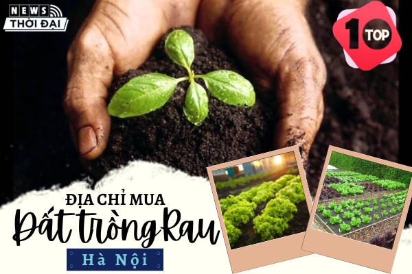 Top 10 Địa Chỉ Mua Đất Trồng Rau Ở Hà Nội – Newsthoidai