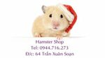 Chuột Hamster shop Luna