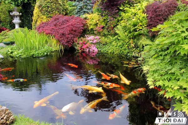 Hồ cá Koi làm bởi Patio Fish And Landscape