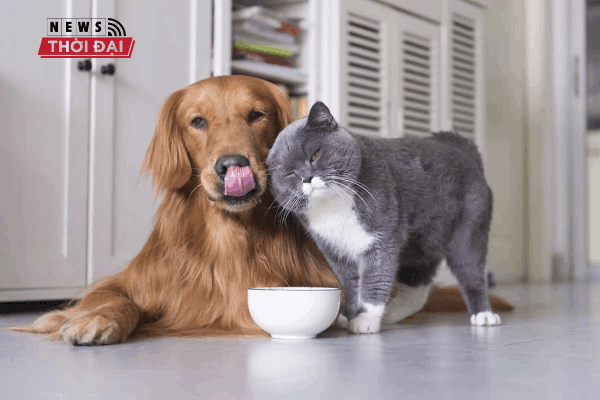 Petcare : Phòng Khám Thú Y Quận 2